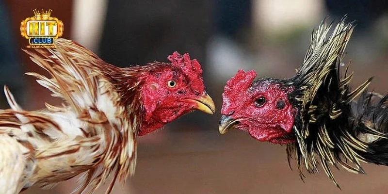 Đá gà trực tiếp cựa sắt: Tìm hiểu về hình thức giải trí này