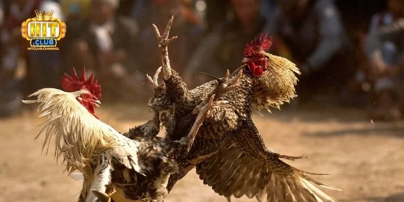 Kinh nghiệm xem đá gà trực tiếp cựa sắt hiệu quả
